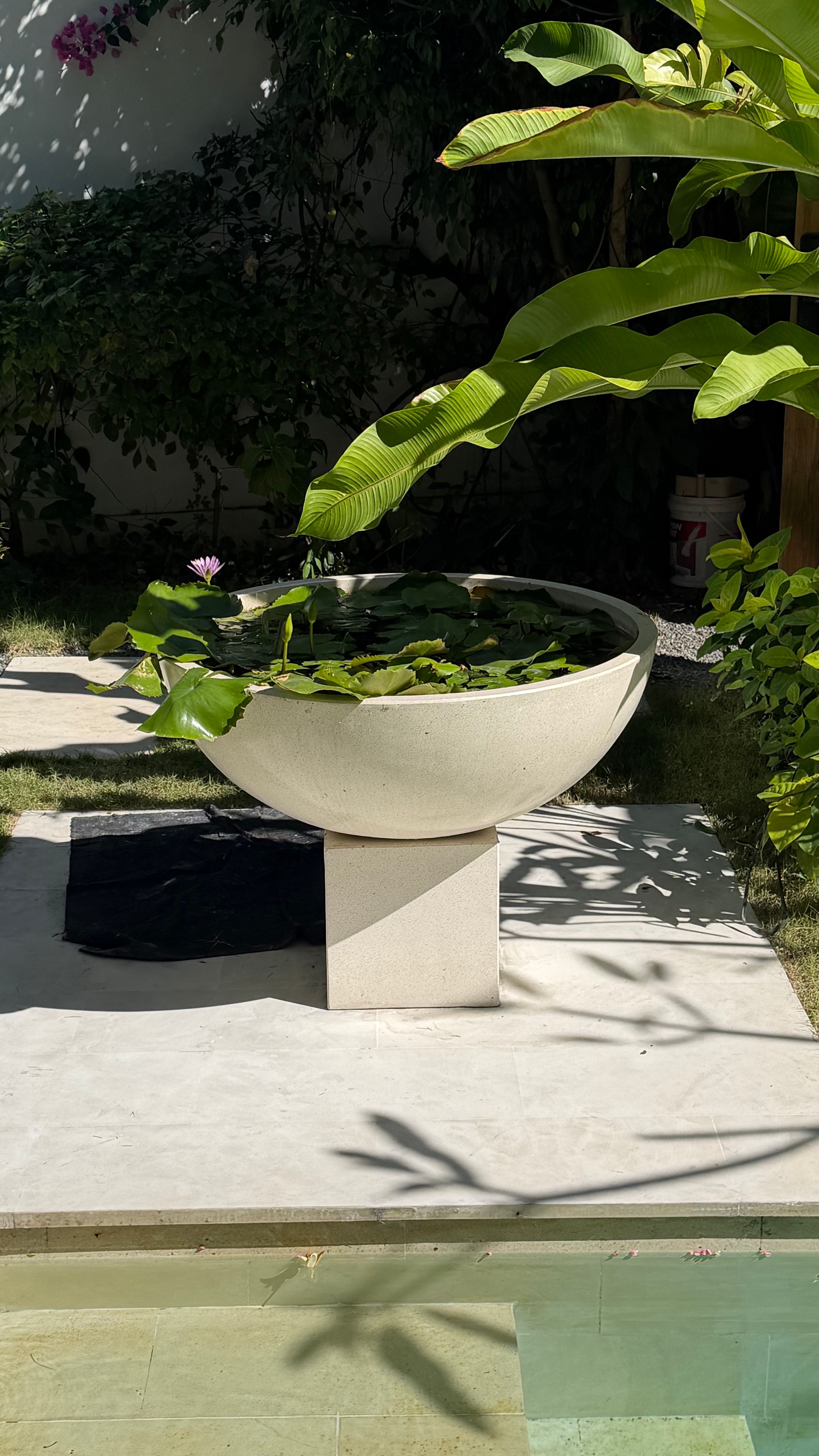 A stone lily bowl on the garden paving, waterlilies in flower.
