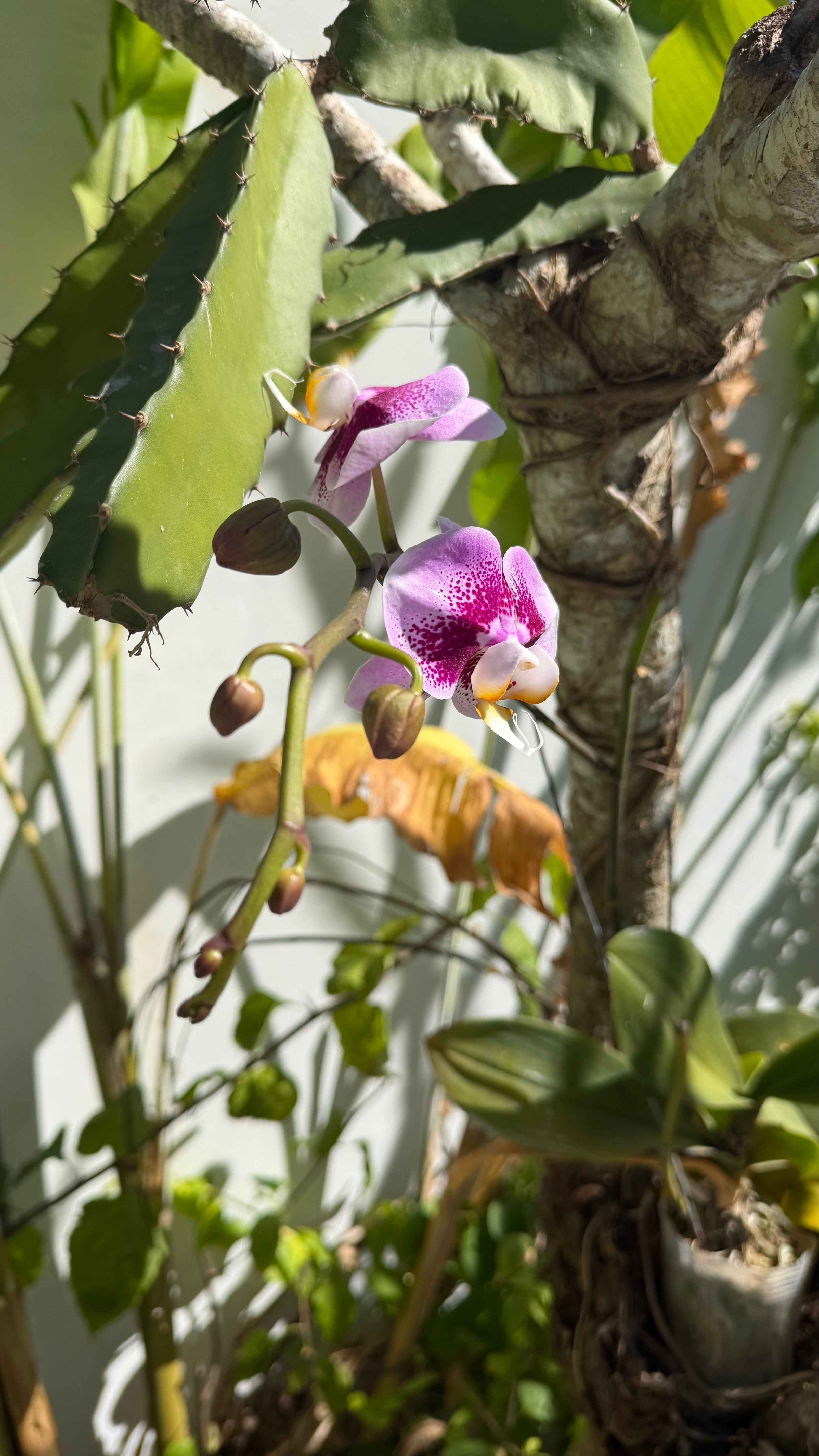 A pink orchid in flower against the white garden wall.